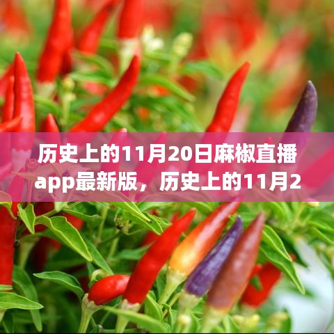 历史上的11月20日麻椒直播app最新版，双刃剑效应探析