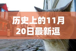 探秘猫趣乐园，最新逗猫馆诞生与独特魅力揭秘