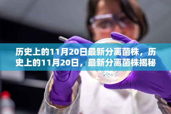 揭秘历史上最新分离菌株，揭秘11月20日背后的科学故事