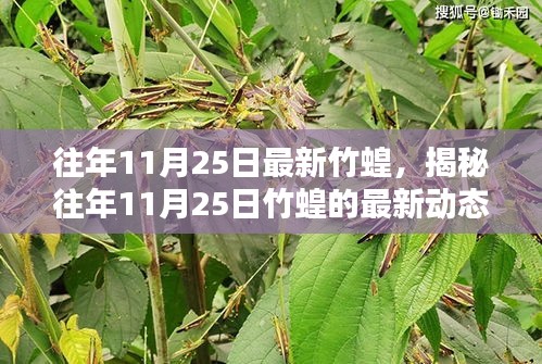 揭秘往年11月25日竹蝗最新动态，深度解析三大要点与最新动态揭秘