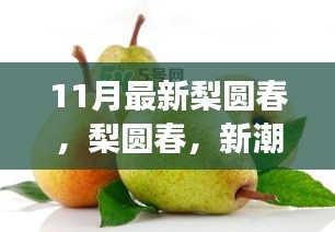 梨圆春新潮流下的文化现象解读与反思，11月最新观察