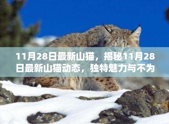 揭秘山猫新动态，独特魅力与未知秘密揭晓！