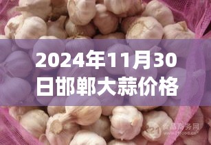 2024年11月30日邯郸大蒜价格行情深度解析及观察洞察