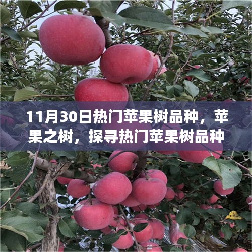 探寻热门苹果树品种背后的故事与影响，十一月三十日热门品种揭秘