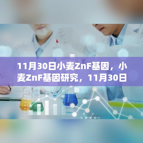 小麦ZnF基因研究最新进展与观点探讨，11月30日更新