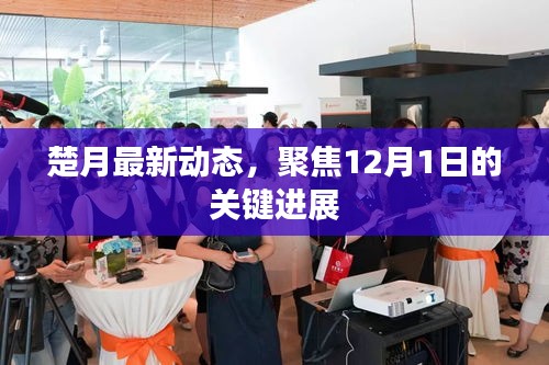 楚月最新动态揭秘，12月1日关键进展聚焦