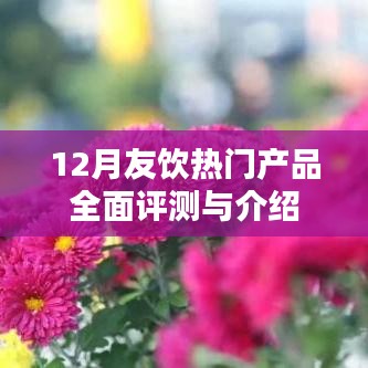 12月友饮热门产品全面测评与介绍，深度解析最新饮品风采