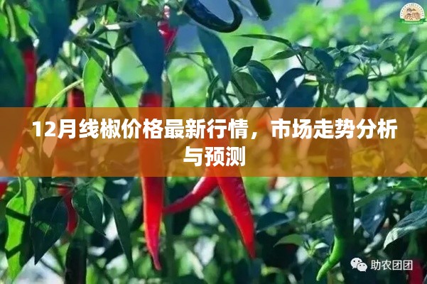 12月线椒价格行情解析及市场走势预测