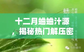 揭秘十二月蛐蛐汁源背后的解压密码故事