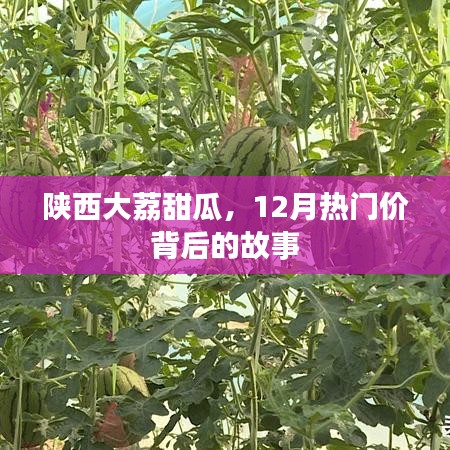 陕西大荔甜瓜，探寻热门价格背后的故事