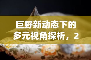 巨野新动态下的多元视角观察与深度探析——2024年12月2日的洞察