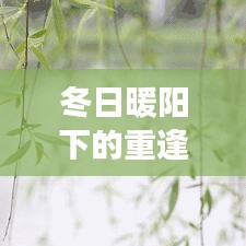 冬日暖阳下的重逢，疫情后的温馨日常故事回顾