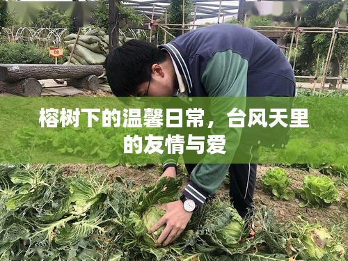 榕树下的温馨日常与台风中的友情之爱