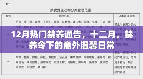 禁养令下的温馨日常，十二月热门禁养通告