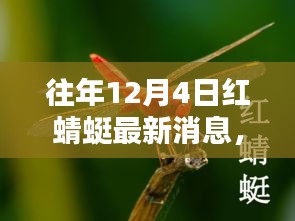 往年12月4日红蜻蜓最新消息深度解析与评测报告