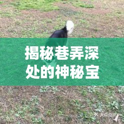 巷弄深处的宝藏，九江犬业种公犬的独特风采