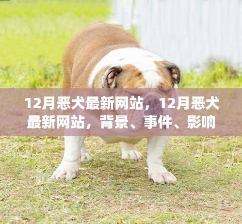 全面回顾，12月恶犬最新网站背景、事件、影响与时代地位