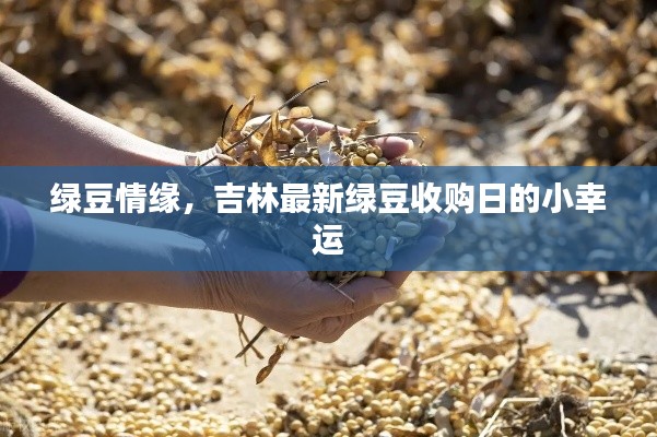 绿豆情缘，吉林最新绿豆收购日的小幸运故事