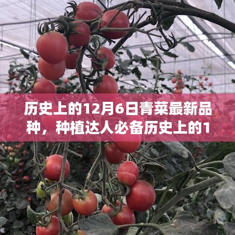 历史上的12月6日青菜最新品种种植指南，种植达人必备知识