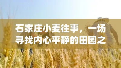 石家庄小麦往事，田园之旅寻找内心平静之路