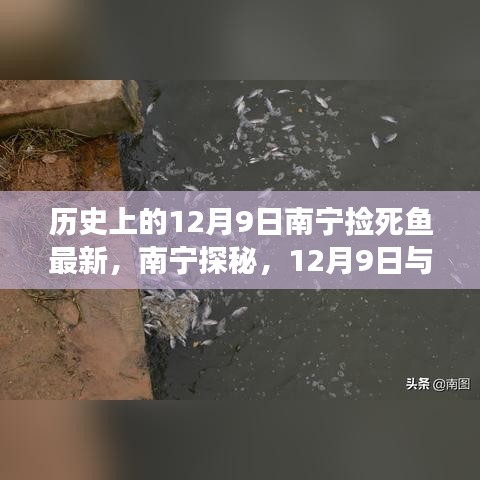 南宁探秘，寻找内心宁静与美景之旅——与死鱼共舞的历史12月9日纪实