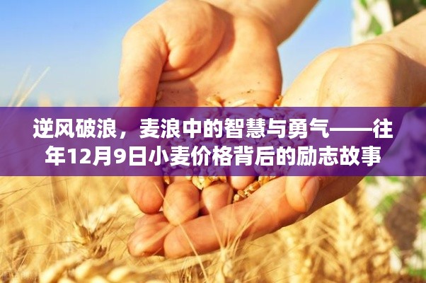 逆风破浪，小麦价格背后的智慧与勇气励志故事