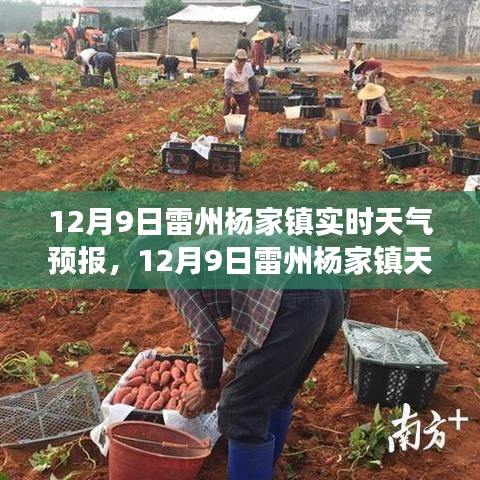 气候变化视角下，雷州杨家镇天气预报分析与应对之道（实时天气预报）