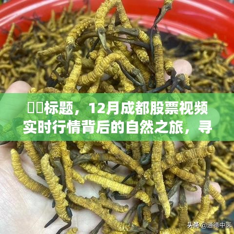 探寻成都股票视频实时行情背后的自然之旅，内心宁静与力量的启示