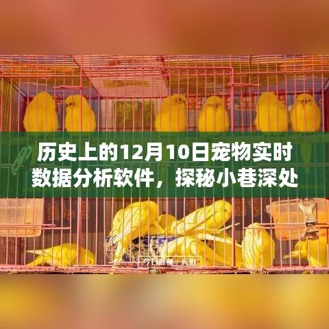 探秘宠物数据宝藏，揭秘12月10日宠物实时数据分析软件的传奇故事