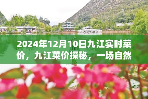 九江菜价探秘，自然美景之旅中的心灵宁静与平和纪实（2024年12月10日九江实时菜价）