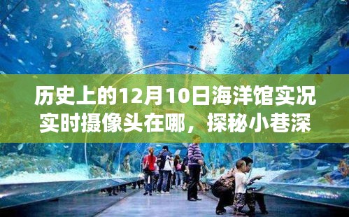 探秘海洋秘境，揭秘海洋馆摄像头下的奇幻之旅（12月10日实时实况）