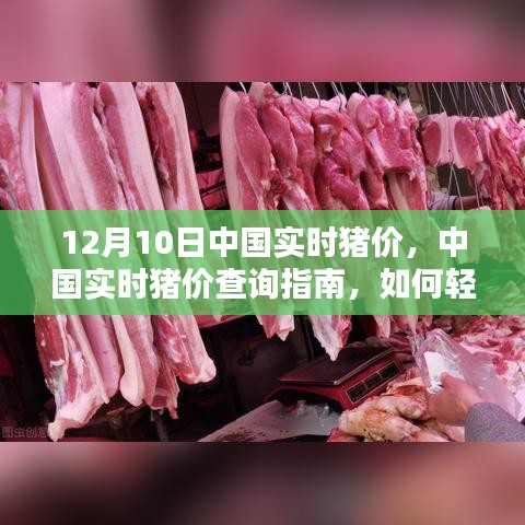 12月10日中国实时猪价查询指南，轻松掌握最新猪价信息