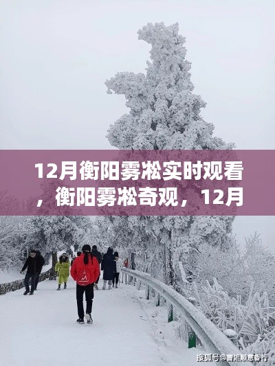 12月衡阳雾凇奇观实时观赏指南，探索雾凇之美