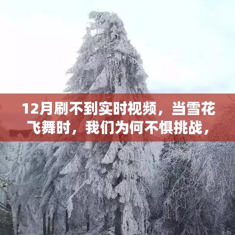 12月雪舞之际，不惧挑战，拥抱学习新机遇