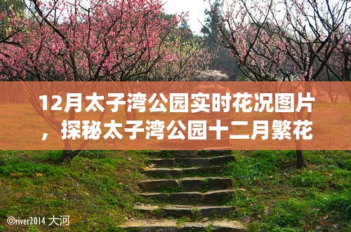 探秘太子湾公园十二月繁花盛景与美食，实时花况图片及巷弄隐秘美食大揭秘