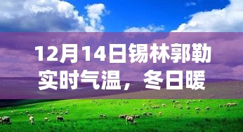 12月14日锡林郭勒气温记录，冬日暖阳下的温情时光