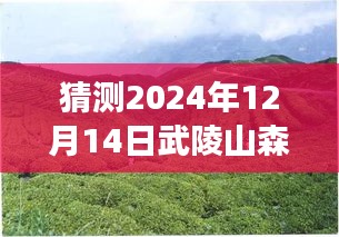 武陵山森林公园的神秘温度，探寻冬日探秘之旅的温馨温度预测（2024年12月14日实时）