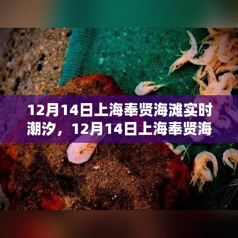 上海奉贤海滩潮汐实时观测报告，揭秘潮汐变化，掌握潮汐规律