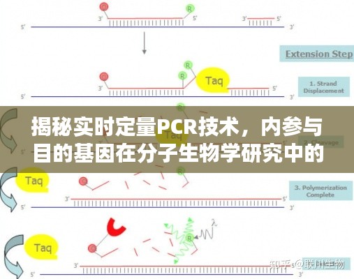 实时定量PCR技术揭秘，内参与目的基因在分子生物学中的核心地位