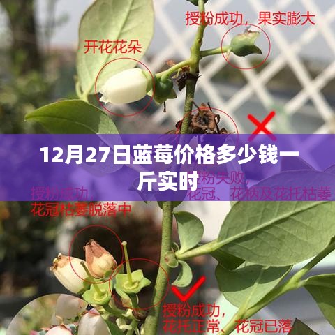 蓝莓价格今日行情，最新市场价曝光