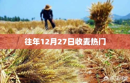 往年12月收麦忙，热门活动一览