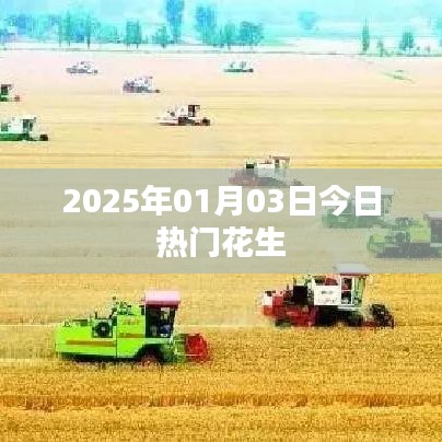 2025年花生市场热门动态，最新趋势与热点解析