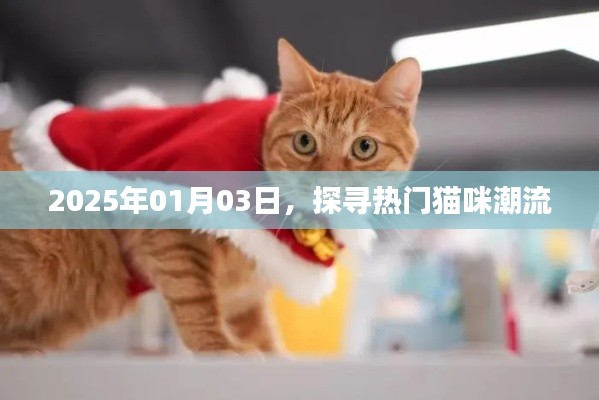 探寻猫咪潮流趋势，2025年元旦观察