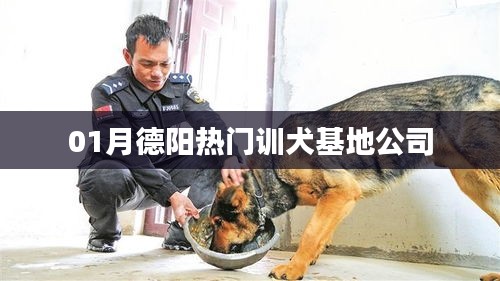 德阳热门训犬基地公司精选指南