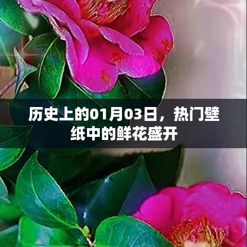 1月3日历史上的鲜花盛开壁纸热门盘点