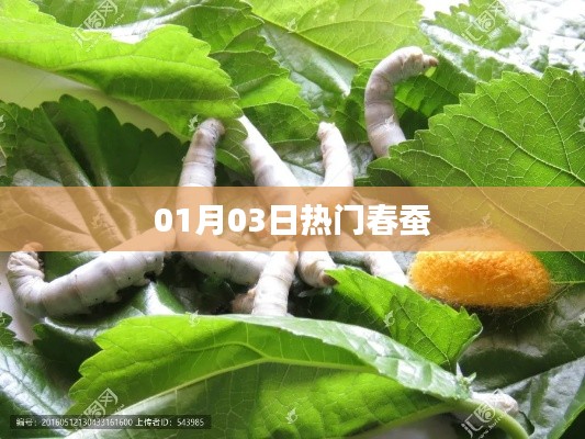 春蚕热门资讯，01月03日一网打尽